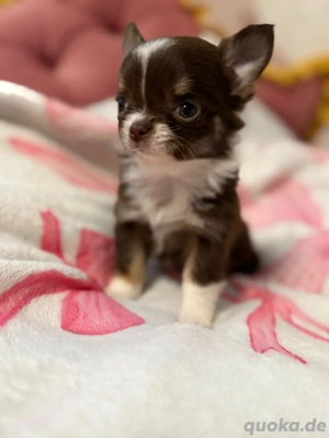 Chihuahua mini Hündin 