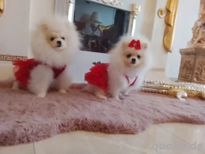 pomeranian zwergspitz mini boo 