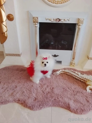 pomeranian zwergspitz