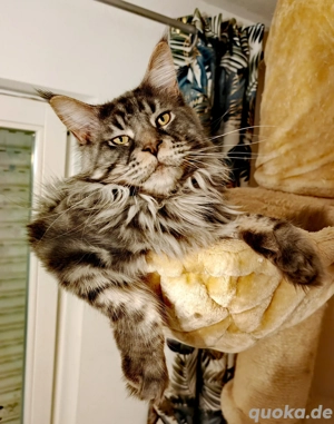 Deckkater Maine Coon 