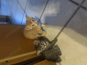 Kitten an liebevolle Hände Bild 2