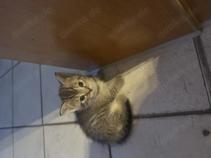 Kitten an liebevolle Hände Bild 3