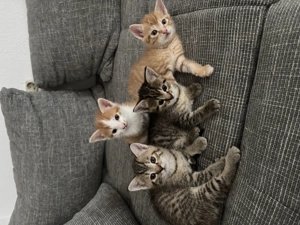 Kitten an liebevolle Hände