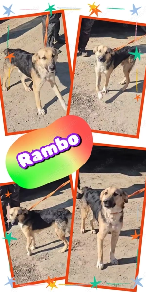 Toller Rambo sucht seinen Lieblingsmenschen!