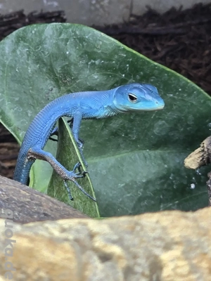 Gastropholis Prasina Nachzuchten 0.0.6
