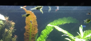 Guppy aus Schulaquarium abzugeben