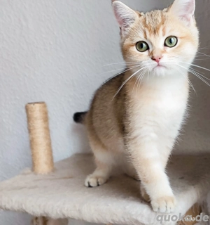 BKH goldene Gina sucht neuen Zuhause