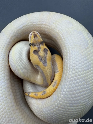 Leopard Enchi Highway 0,1