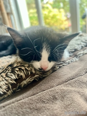 verschmusste Kitten Katzenbaby weiblich  männlich Bild 9