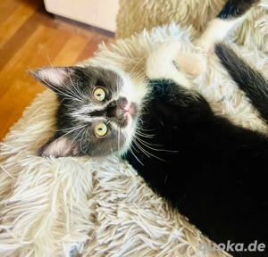verschmusste Kitten Katzenbaby weiblich  männlich Bild 3
