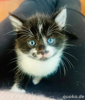 verschmusste Kitten Katzenbaby weiblich  männlich Bild 4