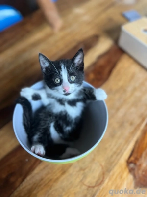 verschmusste Kitten Katzenbaby weiblich  männlich Bild 7