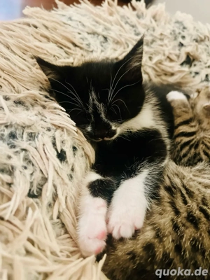 verschmusste Kitten Katzenbaby weiblich  männlich Bild 6
