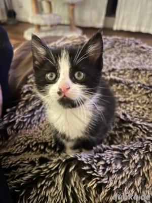 verschmusste Kitten Katzenbaby weiblich  männlich Bild 2