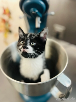 verschmusste Kitten Katzenbaby weiblich  männlich Bild 5