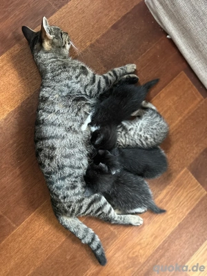 verschmusste Kitten Katzenbaby weiblich  männlich Bild 10