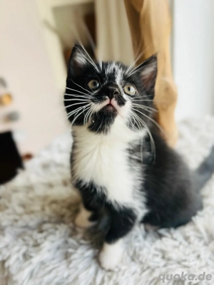 verschmusste Kitten Katzenbaby weiblich  männlich Bild 8