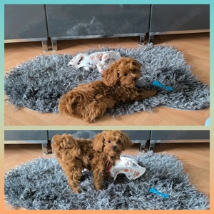 Maltipoo Hündin,8 Monate jung 