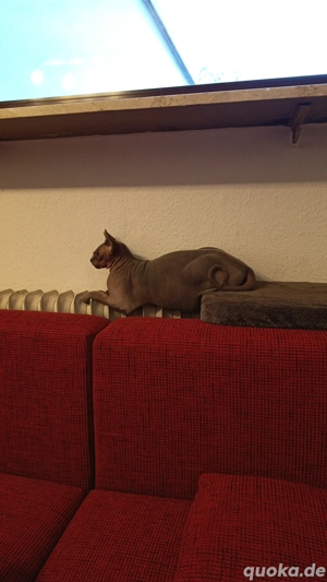 Sphynx Kater  Bild 2