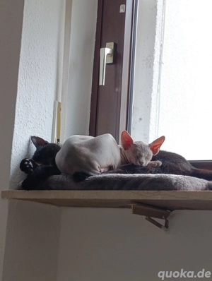 Sphynx Kater  Bild 3