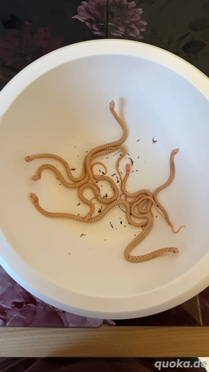 karierte Strumpfbandnatter (Thamnophis marcianus) Albino