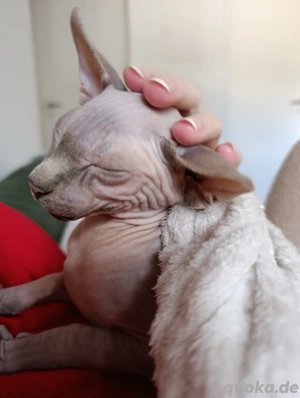 Sphynx Kater  Bild 4