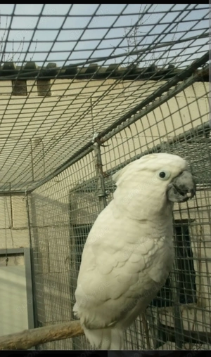 Suche Weißhaubenkakadu oder Molukkenkakadu 