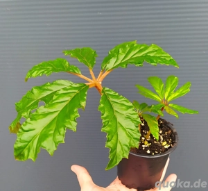 Begonia carolineifolia 