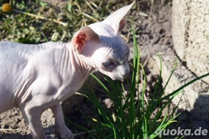 Sphynx Kater  Bild 5