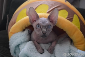 Sphynx Kater  Bild 6