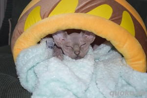 Sphynx Kater  Bild 7