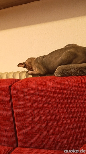 Sphynx Kater  Bild 9