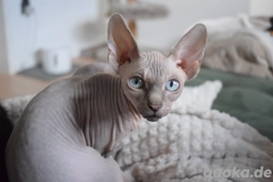 Sphynx Kater