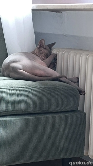 Sphynx Kater  Bild 8