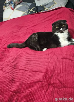 BKH Kätzin 1j sucht ihr Traumschloss  