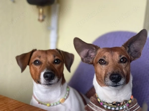 Jack Russell Welpen Frankfurt