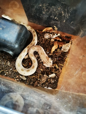 Anaconda het. Toffeebelly Hakennasennatter 1.0 aus 2022