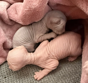Don Sphynx Kitten 