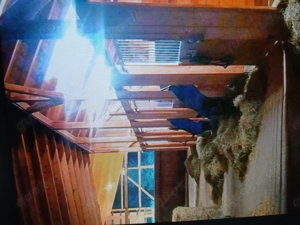 Einstellplatz pferd offenstall paddockbox