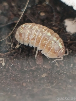 Armadillidium spec. "St. Lucia"Asseln
