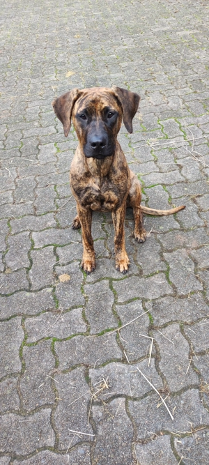 Rhodesian Rigdeback Hündin zu verkaufen