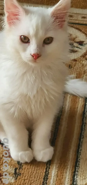  Maine Coon Kitten nur in liebevolle Hände ausschließlich als Liebhabertiere