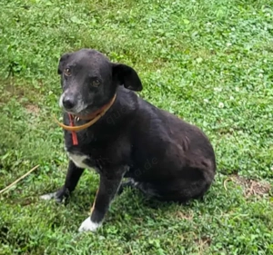 VIO - Hundeopa sucht ein liebevolles Zuhause (wartet in Rumänien)