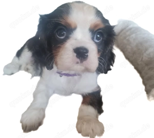 Cavalier King Charles Schätze