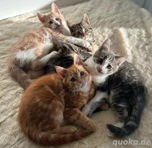 Main Coon Siam Kitten, ab dem 03.November 2025 auszugsbereit