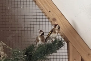 Europäische Stieglitz geschlossen beringt 