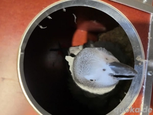 Graupapagei Pärchen zum 1.1