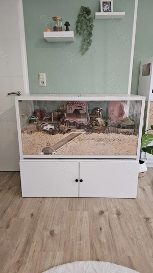 Hamstergehege mit süßer Mitbewohnerin