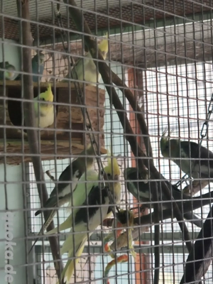 Nympfensittiche verschiedene Farben abzugeben