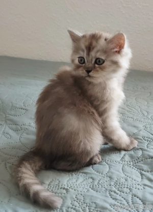   * EXTRA*    Süße Sibirische Katzenbabys suchen liebevolles Zuhause   